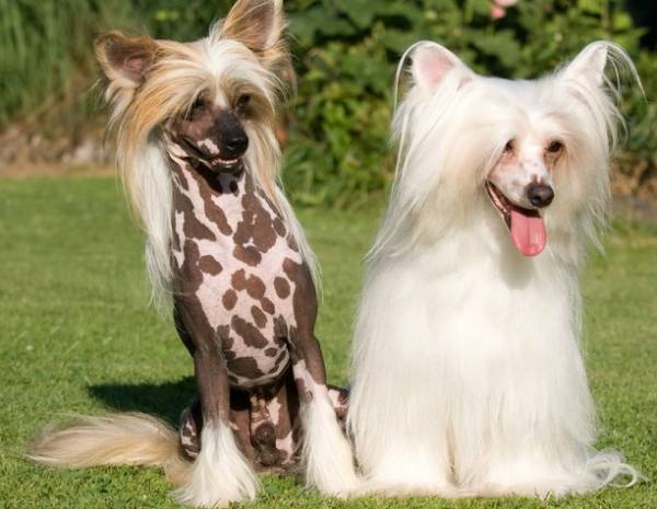 Стрижка і догляд за шерстю китайської чубатої собаки: комплекс обовязкових заходів