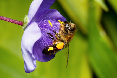 Все про робочих бджіл: розміри, життя, чим харчуються, фото