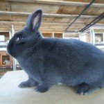 Як визначити вік кролика: поради і фото