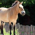 Цікаві факти про коней Пржевальського, їх фото та відео