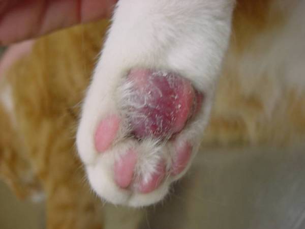 Пододерматит у кішок: симптоми, діагностика, лікування