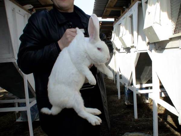 Особливості кролівництва в Білорусії: основні розведення породи і ферми