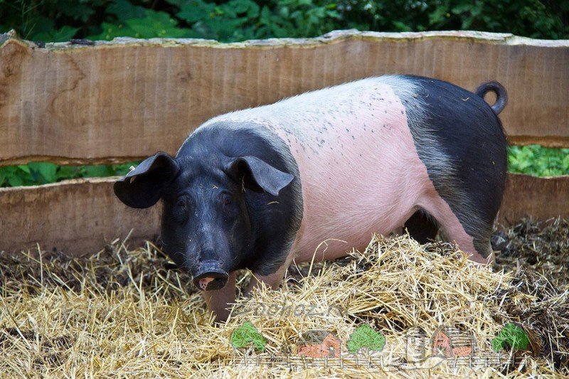 Скільки в середньому важить свиня: таблиця вимірювання і відео