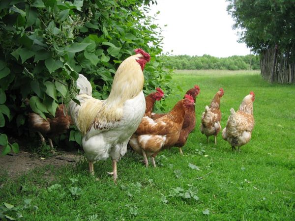 Скільки яєць в день може нести курка: поради фермерам