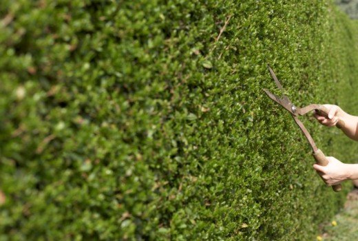 Як своїми руками зробити живопліт? Як своїми руками зробити живопліт?