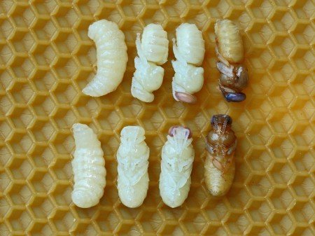 Все про личинок бджіл: як називаються, стадії, лікування
