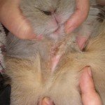 Лишай у кроликів: симптоми і лікування хвороби
