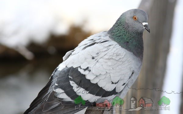 Ліки Виросальм для голубів: його огляд і застосування