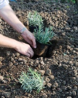 Вирощування лаванди у відкритому грунті на дачі з насіння