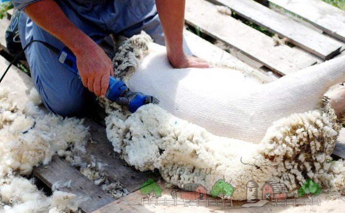 Як і чим стригти овець: відгуки, відео і фото огляд