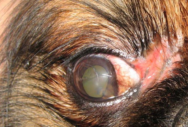 Хвороби очей у кроликів, їх симптоми та лікування