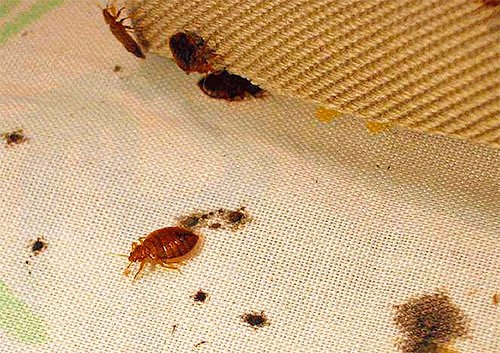 Народні засоби від постільних клопів у квартирі: позбавляємося від комах самі