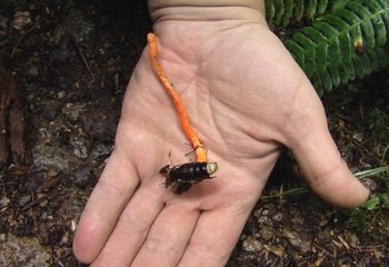 Гриб кордицепс – властивості, застосування, склад, дозування та протипоказання