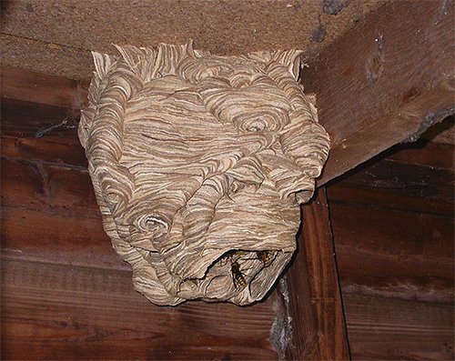 Шершень звичайний і його фото: чи потрібно боятися укусу цієї комахи? Шершень звичайний і його фото: чи потрібно боятися укусу цієї комахи?