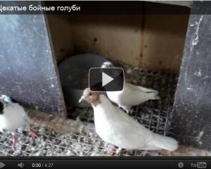 Бойные голуби відео
