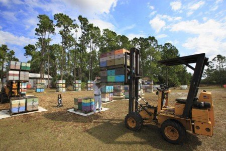 Кочове бджільництво: фото, відео, основні особливості