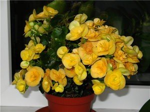Розмноження бегонії Элатиор в домашніх умовах, догляд за нею