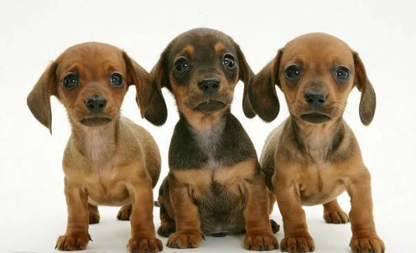 Рахіт у собак та цуценят: симптоми і лікування хвороби росту