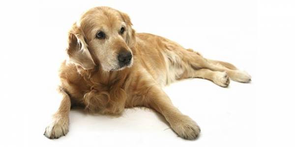 Дисплазія у собак   діагностика та лікування