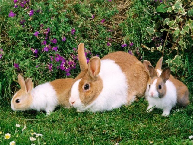Чому у кролика червона сеча: причини та розвязання проблеми