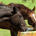 Огляд коней породи Мустанг: їх опис, фото і відео
