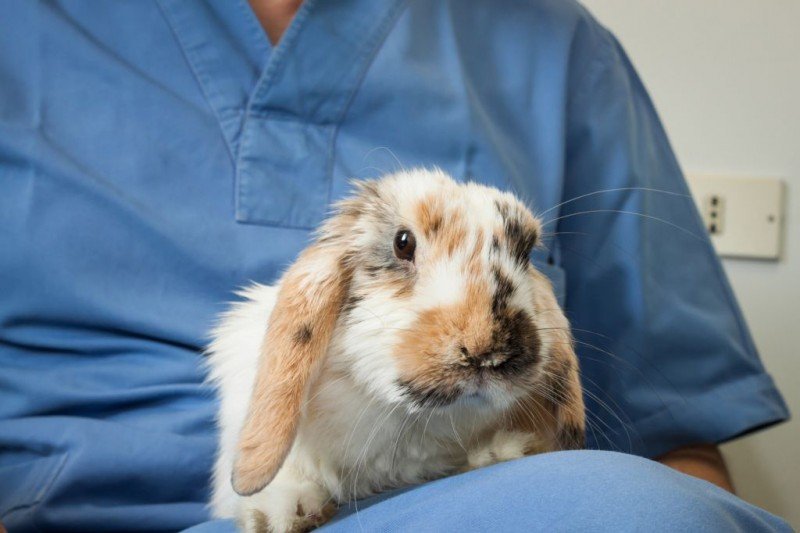 Лістеріоз у кроликів: симптоми і методи лікування хвороби