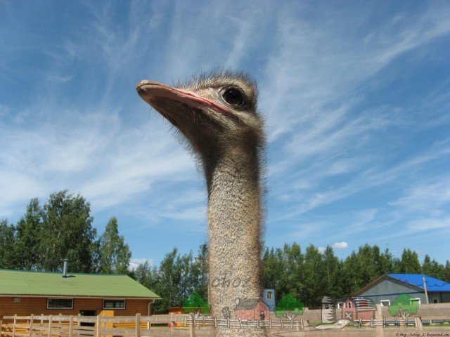 Скільки важить страус: корисні факти і фото огляд
