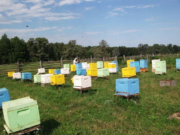 Бджільництво в Білорусії: огляд і відео