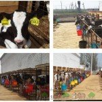 Виготовлення сараю для корів своїми руками: схеми та фото