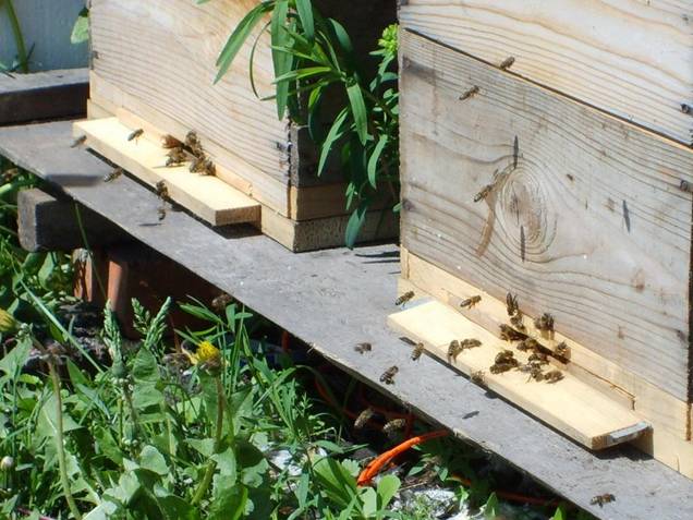Пчеловождение у вуликах на рамку 145: технологія і відео