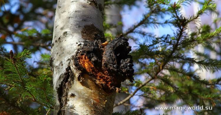 Чай з чаги прості рецепти Чай з чаги прості рецепти