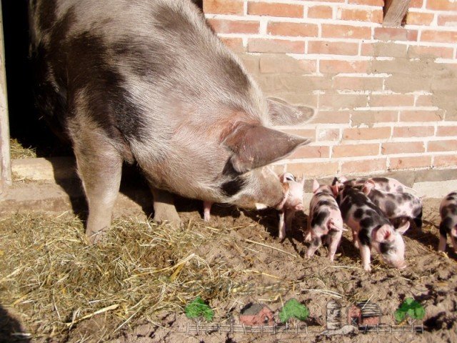 Огляд свиней мясної породи, їх опис та фото