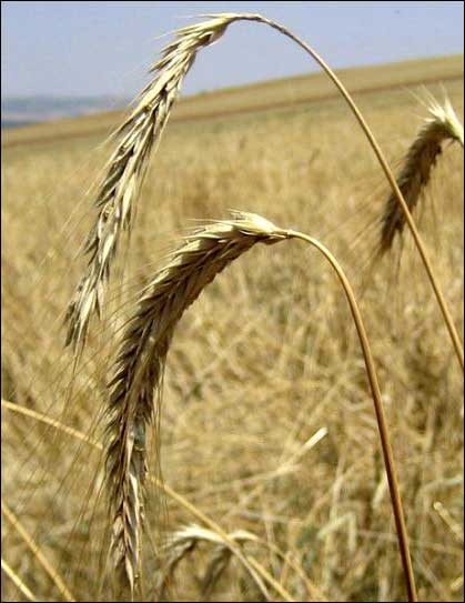 Жито, як сидерат, або навіщо Вам сіяти жито на своїй ділянці?