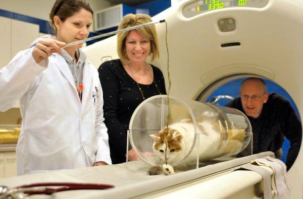 Серцева недостатність у кішок: види, симптоми і лікування