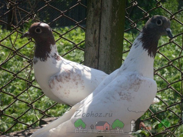 Огляд ліки родотиум для голубів: застосування та фото