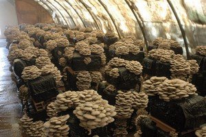 Вирощування грибів гливи в домашніх умовах