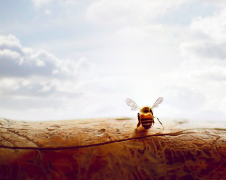 Танці бджіл: для чого вони потрібні, види, схеми польоту