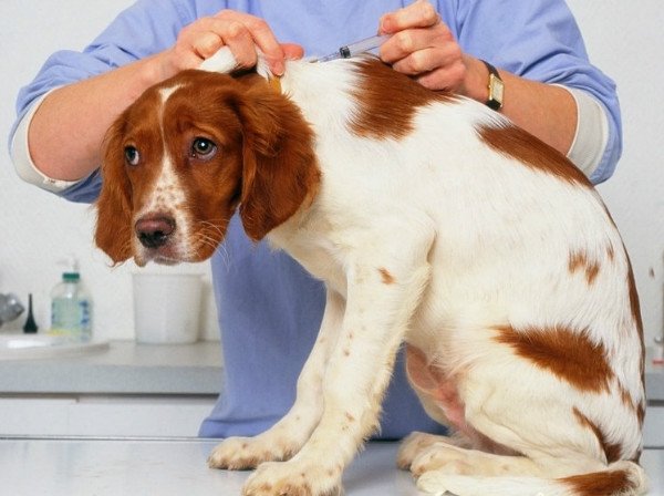 Баралгін для собак: опис препарату та його застосування