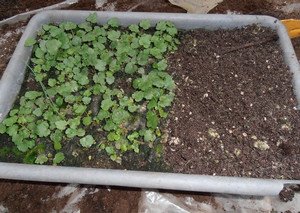 Особливості посадки і догляду за гейхерой в саду (фото сортів і відео інструкція)