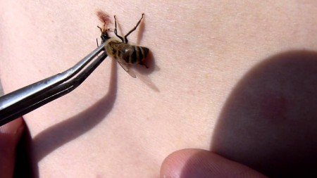 Бджолина отрута: чому є ліками і як застосовувати