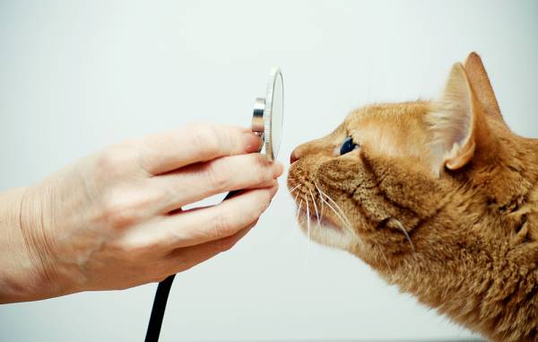 Метеоризм у кішок: небажані продукти і способи лікування