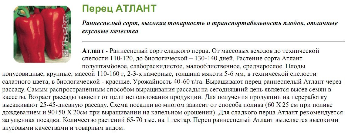 Детальний опис болгарського перцю сорту Атлант