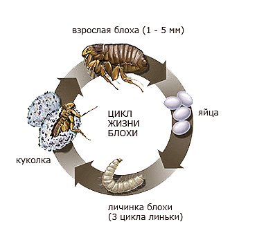 Як розмножуються блохи у кішок і в квартирі