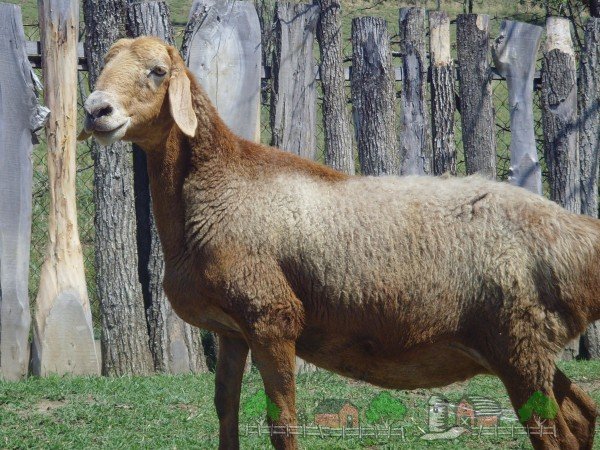 Огляд овець і баранів Гіссарської породи: фото та відео