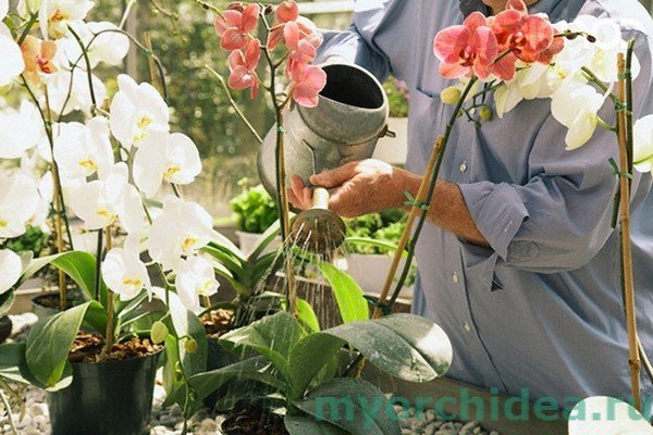 Орхідея: догляд в домашніх умовах, фото