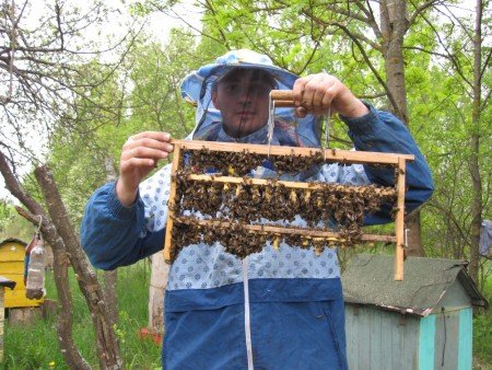 Проблеми та напрямки розвитку бджільництва в Білорусії RoyPchel.ru