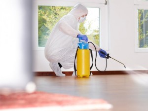 Боротьба з тарганами в домашніх умовах: методи та ефективні способи,відгуки