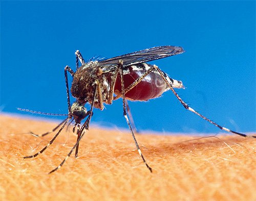 Піщані блохи у Вєтнамі і Таїланді (фото) і що важливо про них знати
