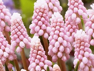 Як здійснюється посадка і догляд за мускарі на дачі (фото сортів)?