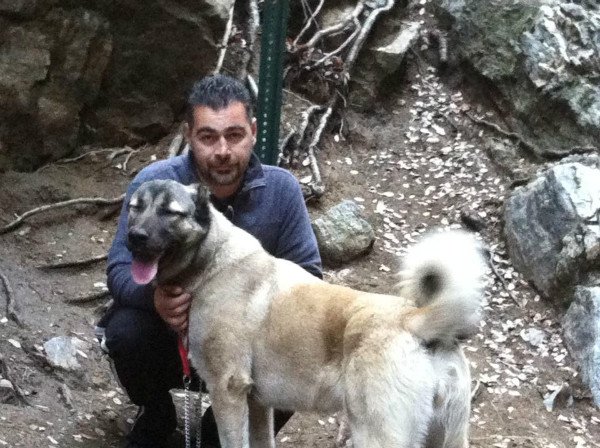 Гампр – вірменський вовкодав: все про породу